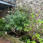 Bed & Breakfast Capucine Honfleur